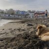 MOGÁN: cinco playas de gestión municipal para mascotas
